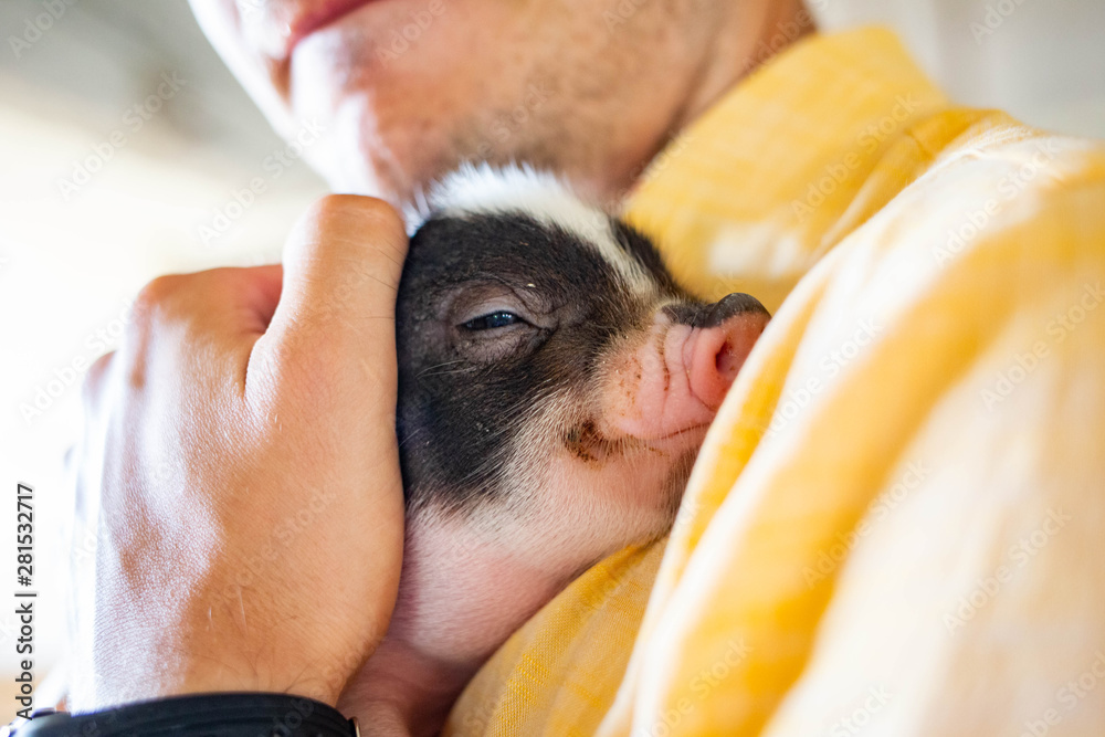 Hugging little piglet adorable comfort eyes close up - obrazy, fototapety, plakaty 