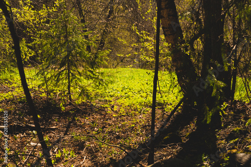 Overgrown forest. trees and plants nature background