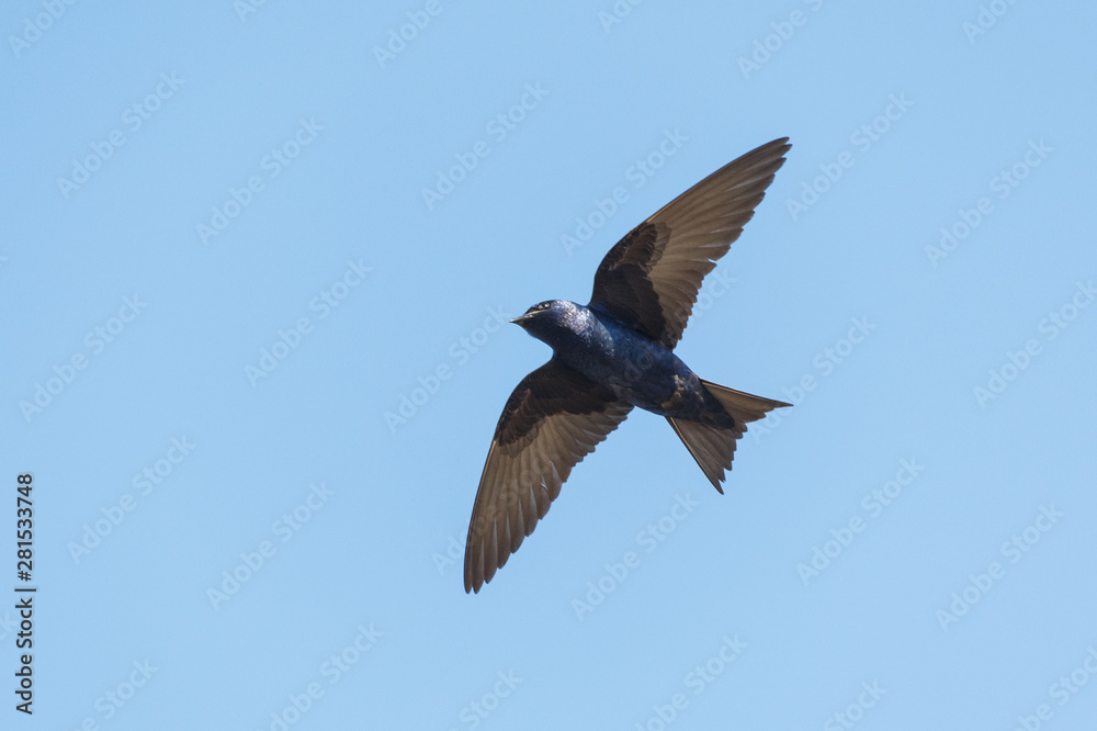 Fototapeta premium Purple martin bird