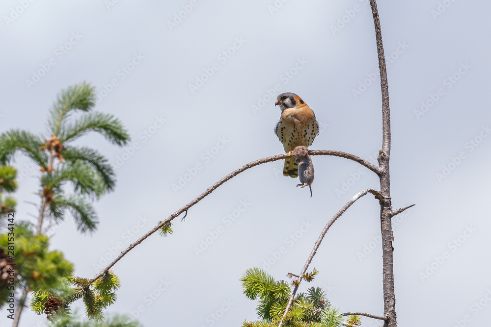 american kestrel bird american kestrel bird