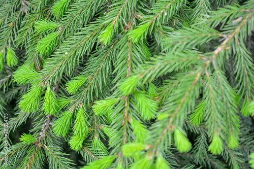 Detail of fresh spruce fir tree branches with young green needles