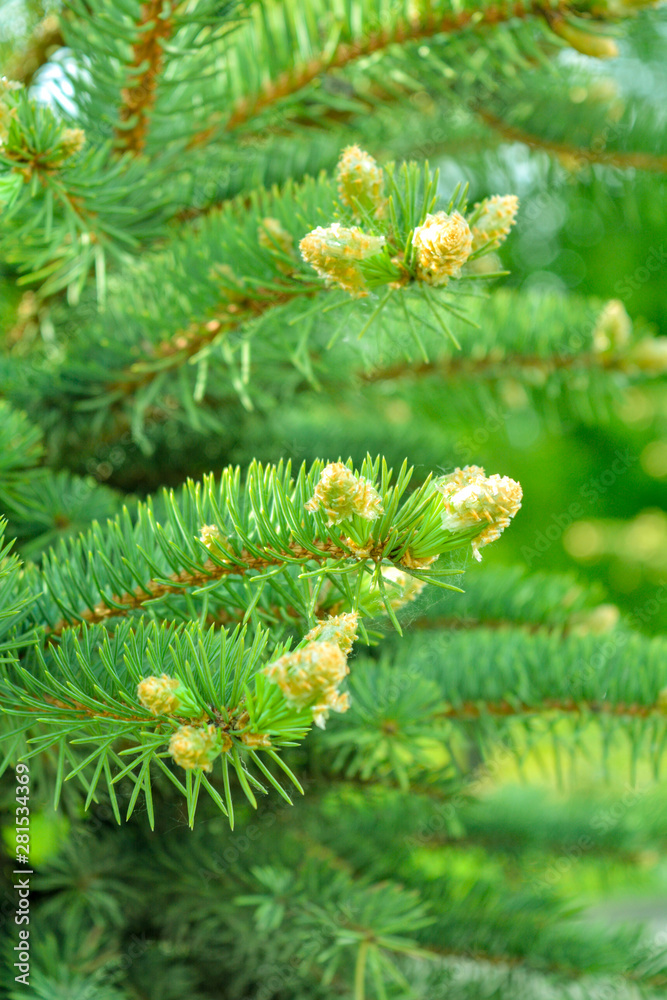 Detail of fresh spruce fir tree branches with young green needles Detail of fresh spruce fir tree branches with young green needles