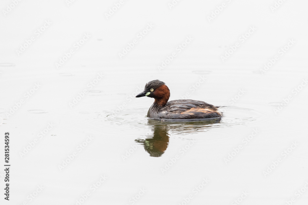 Little grebe bird