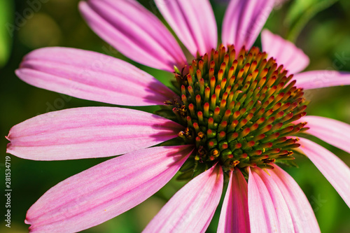 Echinacea flower close-up on a Sunny day