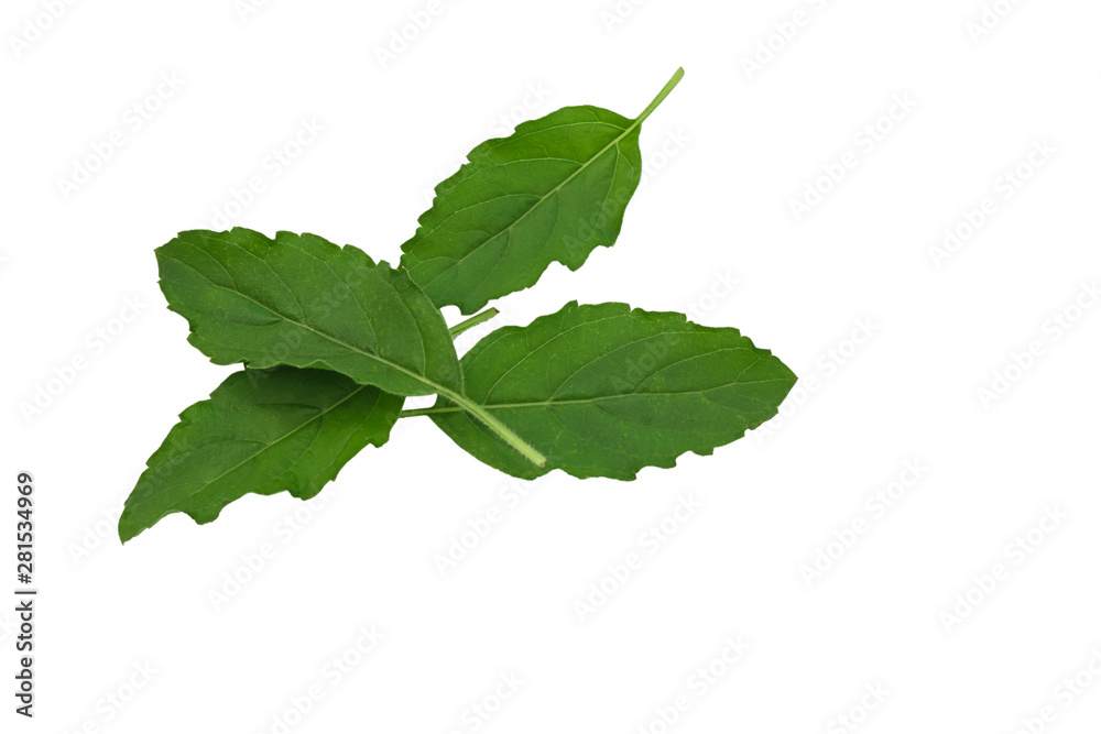 Basil leaves with isolated on a white background Basil leaves with isolated on a white background