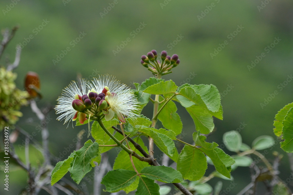 Flores do Serrado Flores do Serrado