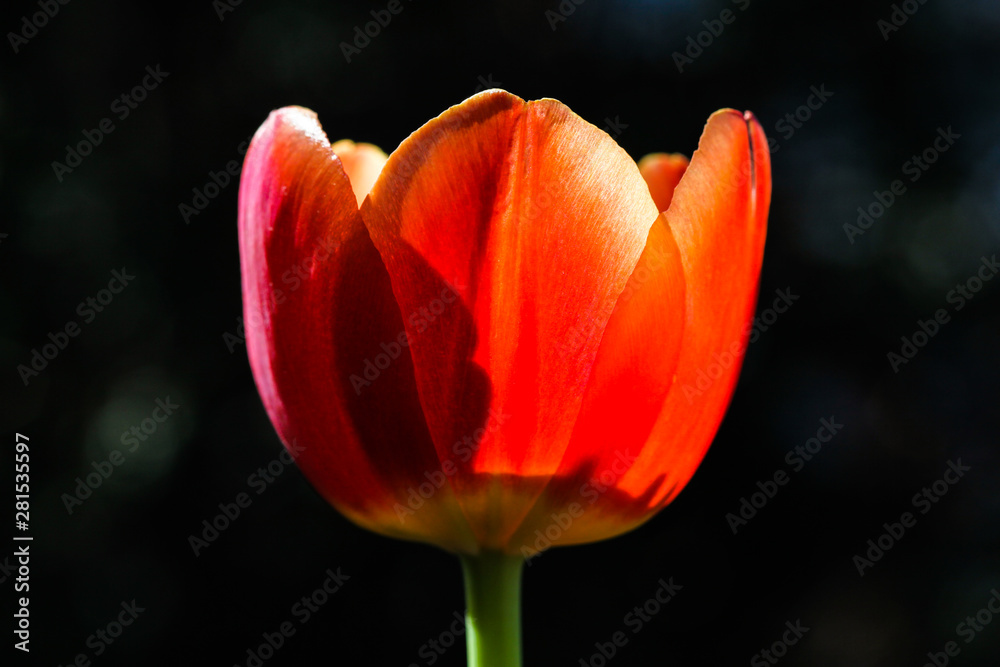 Red tulip. Spring red pink tulip blooming with green stalk in center garden field out of focus dark bokeh background. Concept image for seasons Spring, Summer, Nature, Valentine´s and Mother´s Day. Red tulip. Spring red pink tulip blooming with green stalk in center garden field out of focus dark bokeh background. Concept image for seasons Spring, Summer, Nature, Valentine´s and Mother´s Day.