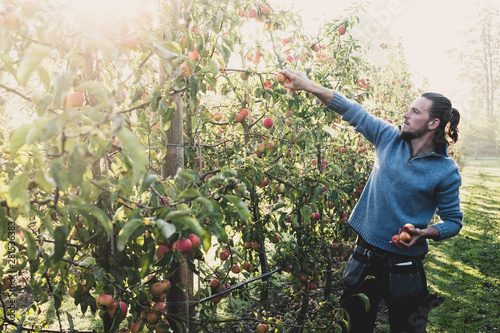Young man picking apples from tree in apple orchard photo