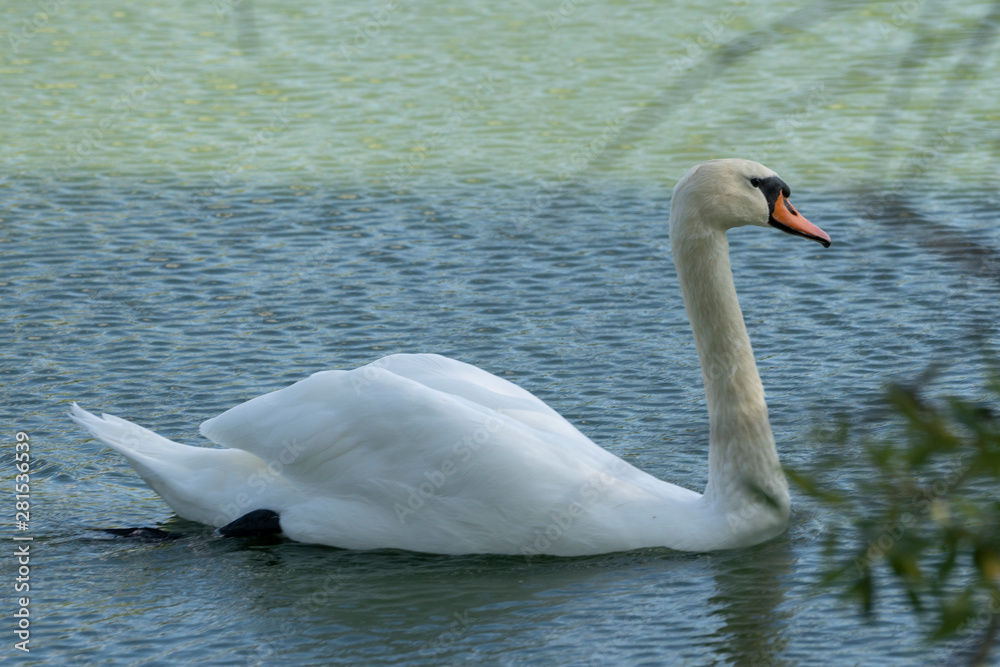 Obraz premium Lake with a white swan. Portrait of beautiful bird.