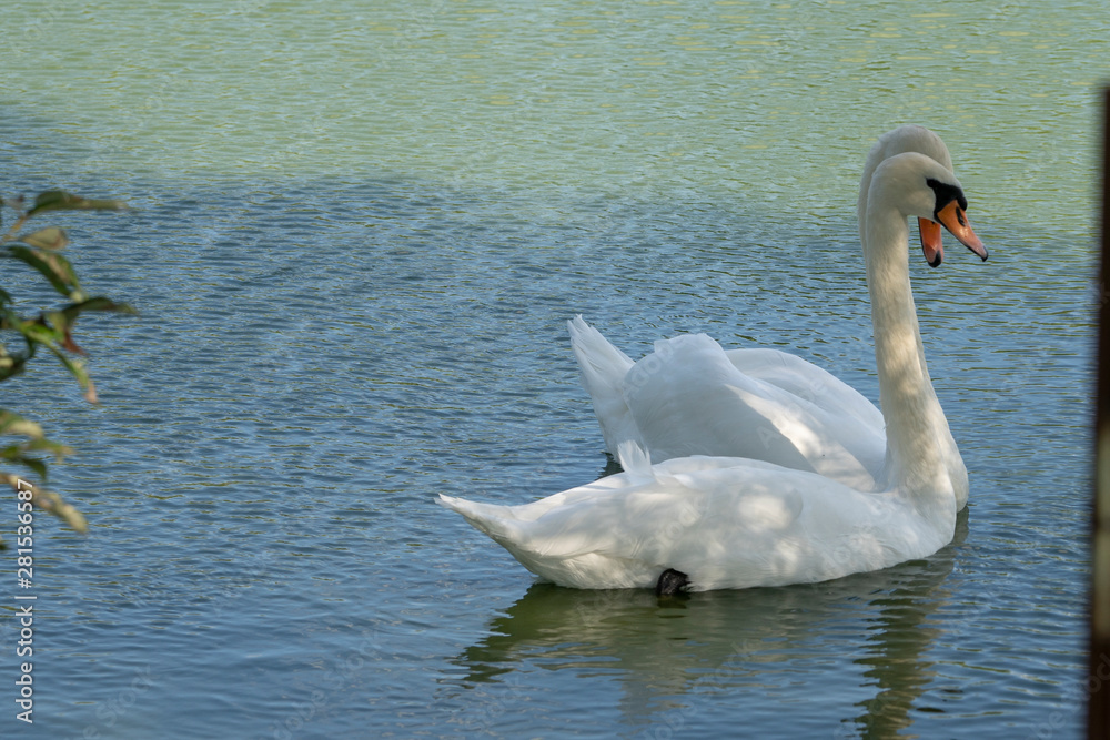 Obraz premium Lake with a white swan. Portrait of beautiful bird.