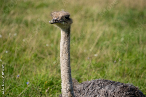 Ostrich. Photo of bird head and neck. Portrait of animal