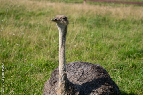 Ostrich. Photo of bird head and neck. Portrait of animal
