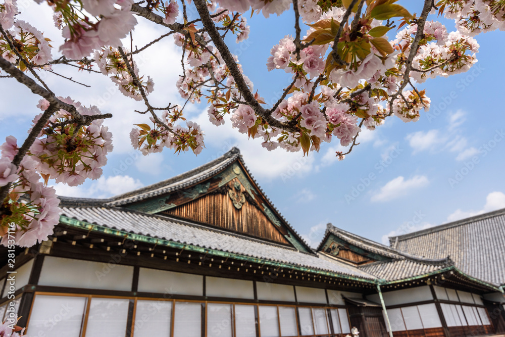 Exterior view of Nijo Castle with cherry blossom trees