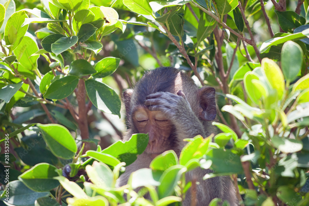 Obraz premium 可愛いサル