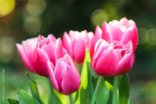 Pink tulips. Spring pink and white tulips blooming with green stalk in a garden field out of focus background. Concept image for seasons Spring and Summer  Nature  Valentine  s and Mother  s Day.