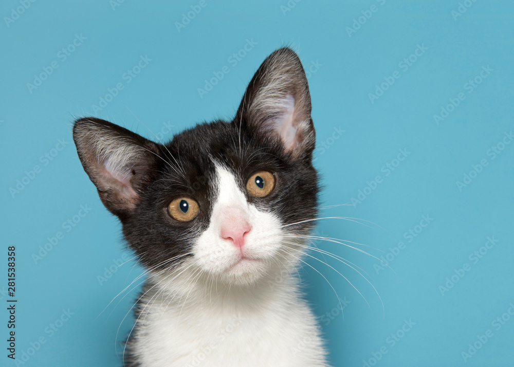 Portrait of a white and black kitten with yellow eyes looking intently at viewer. Blue background.