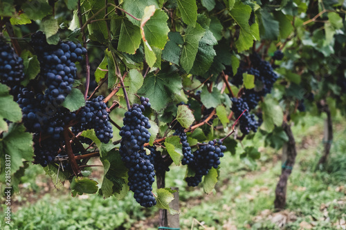 Grapes growing on plant in vineyard