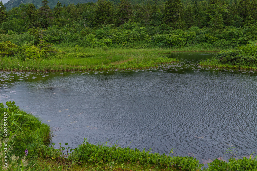 Oirase mountain stream in summer Oirase mountain stream in summer