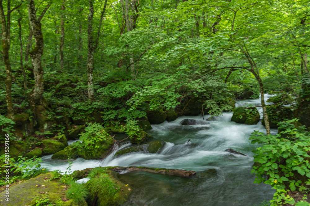 Oirase mountain stream in summer Oirase mountain stream in summer