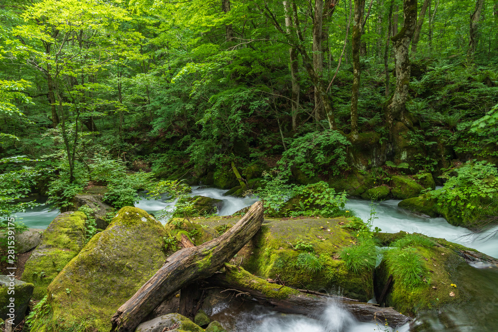 Oirase mountain stream in summer Oirase mountain stream in summer
