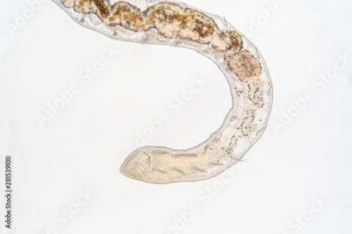 Tubifex worm under microscope view for education. photo