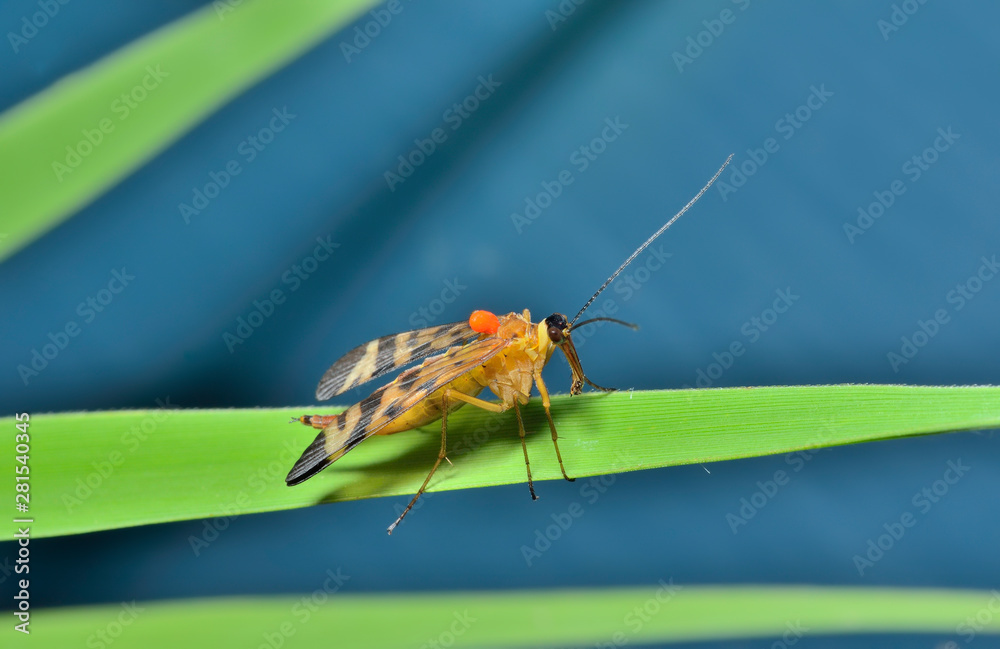Naklejka premium Insect Scorpion's tail (Panorpa Communis) 6