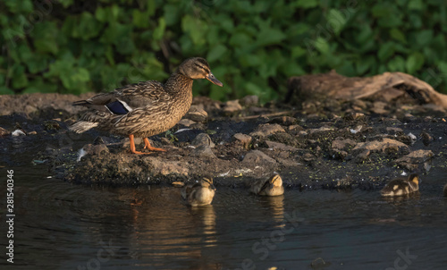 female mallard and ducklings