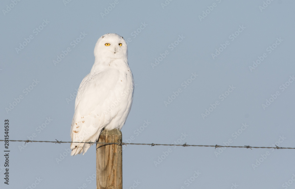 Snowy owl in the winter Snowy owl in the winter