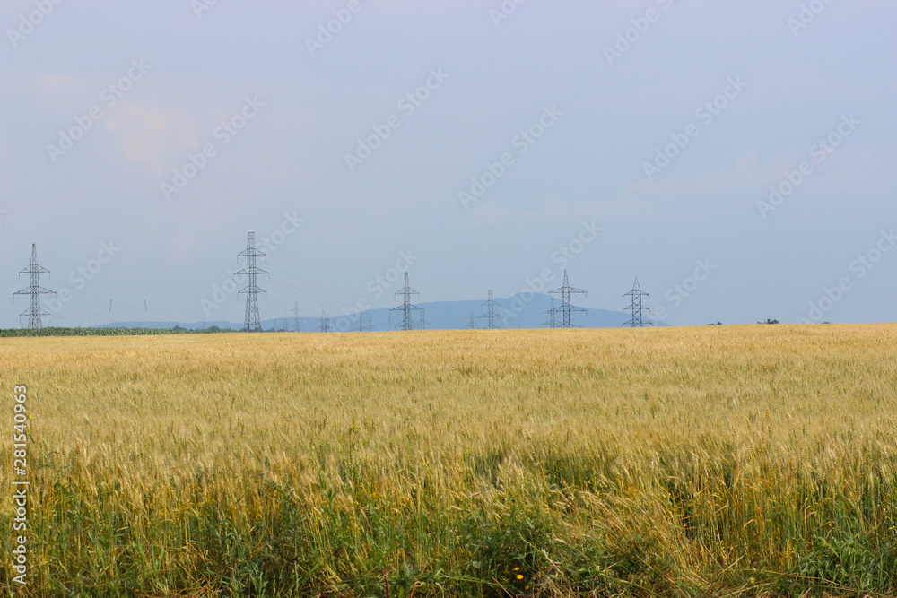 Wheat field with pylons Wheat field with pylons