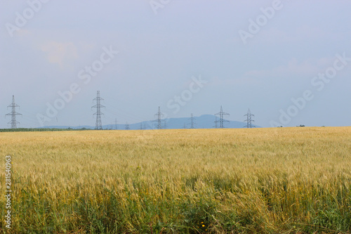Wheat field with pylons 