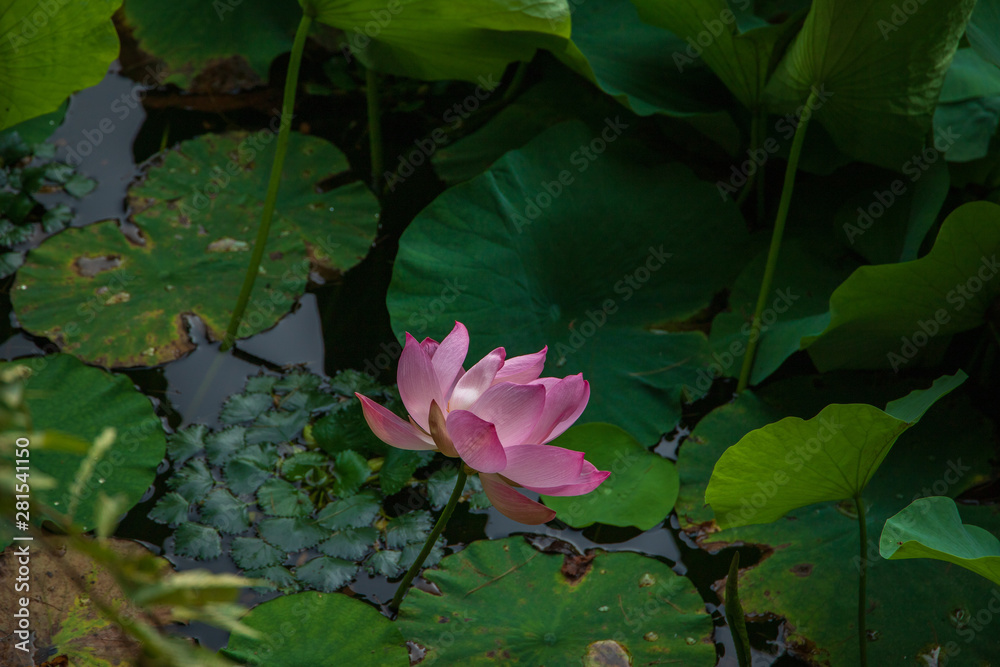 Lotus in the morning of summer Lotus in the morning of summer