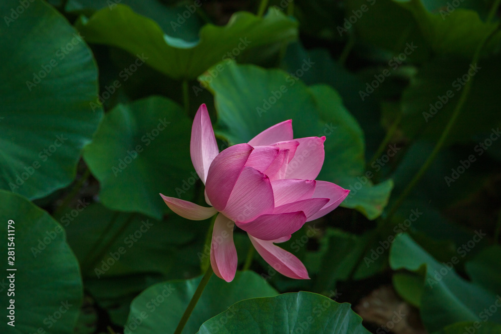 Lotus in the morning of summer Lotus in the morning of summer