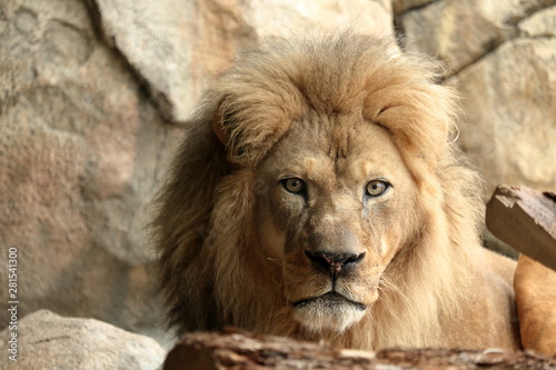 Lion Stare 