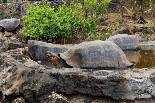 Giant Galapagos turtles in a pond on Santa Cruz Island