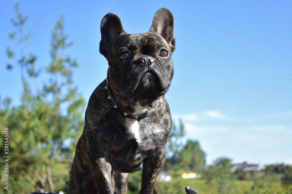 bulldog frances en diferentes escenarios naturales bulldog frances en diferentes escenarios naturales