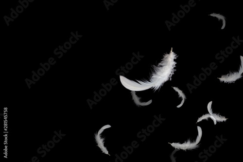 abstract white feathers floating in the dark