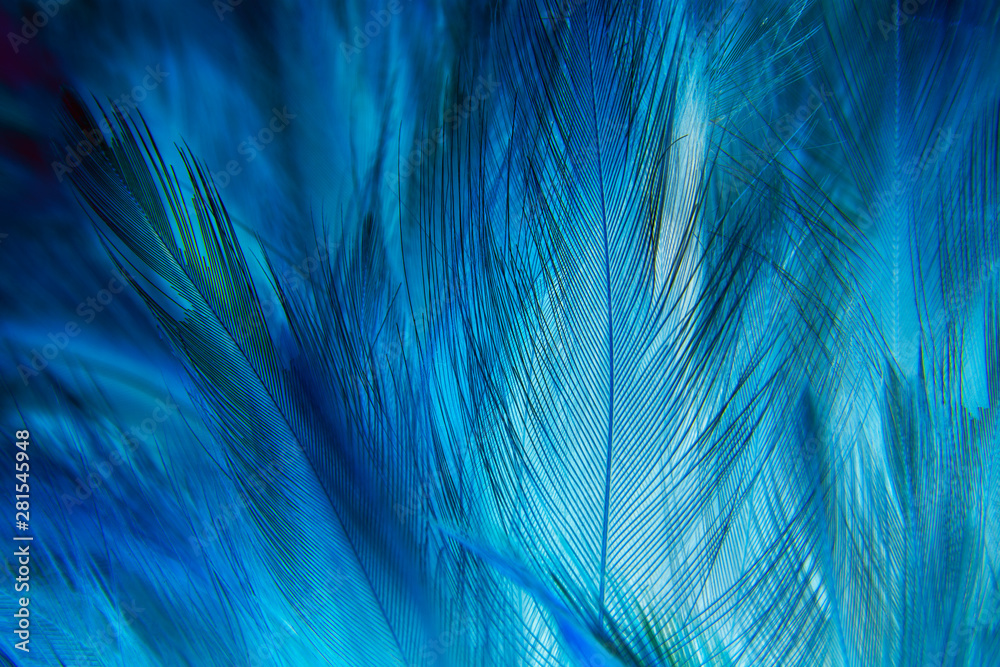 Macro of Blue Feathers Texture as Background. Swan Feather. Dark Blue Feather Vintage Backdrop