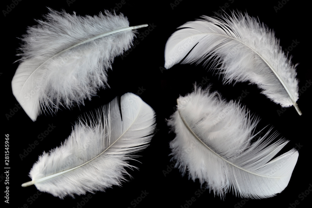 Obraz premium white feathers isolated on black background