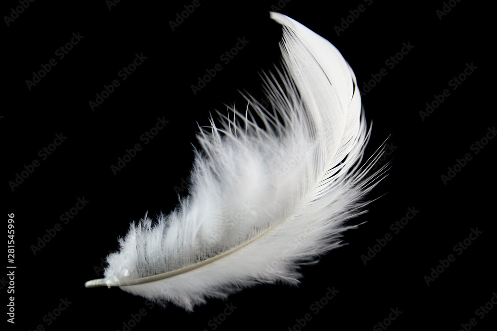 Obraz premium single white feather isolated on black background