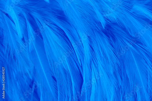 blue feather texture background