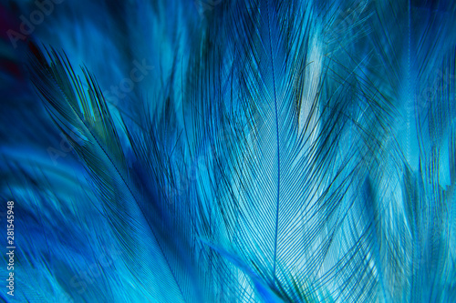 Macro of Blue Feathers Texture as Background. Swan Feather. Dark Blue Feather Vintage Backdrop © Siwakorn1933