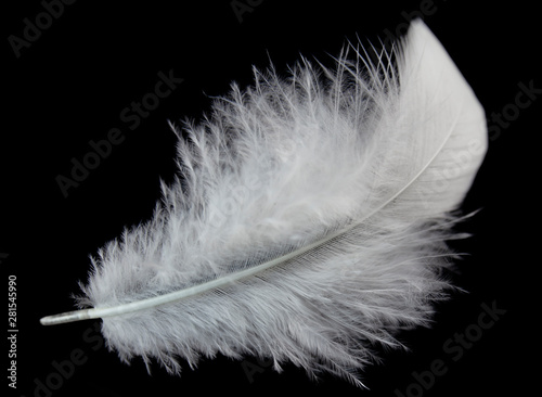 single white feather isolated on black background