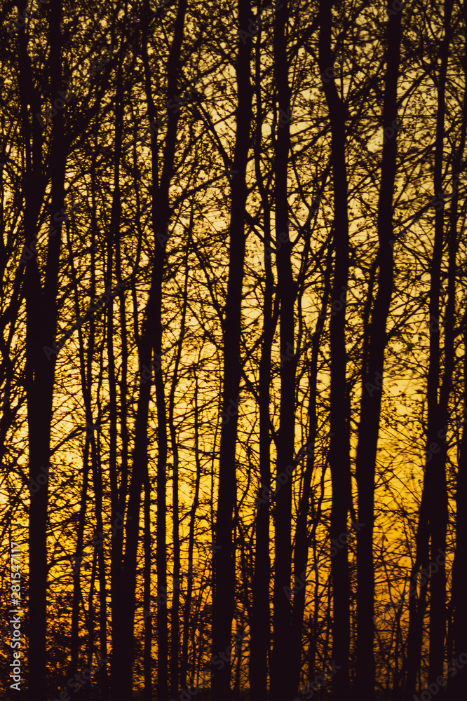 Abstract golden forest texture background. tree branches silhouette
