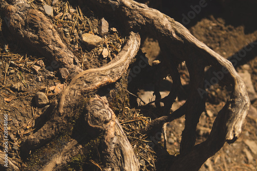Tree roots in forest. wooden background