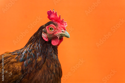 Fototapeta closeup the face of a teardrop hen on an orange background,copy space