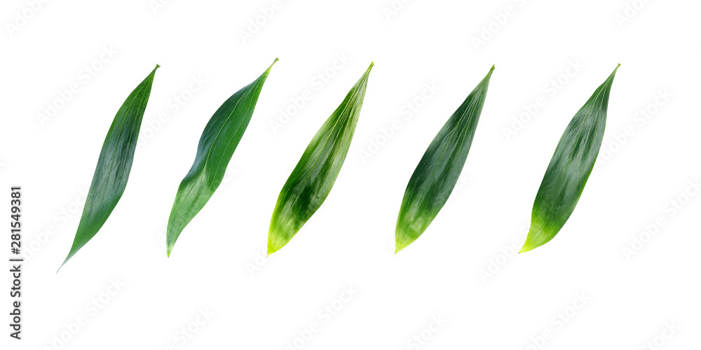 collection green leaf isolated on white background