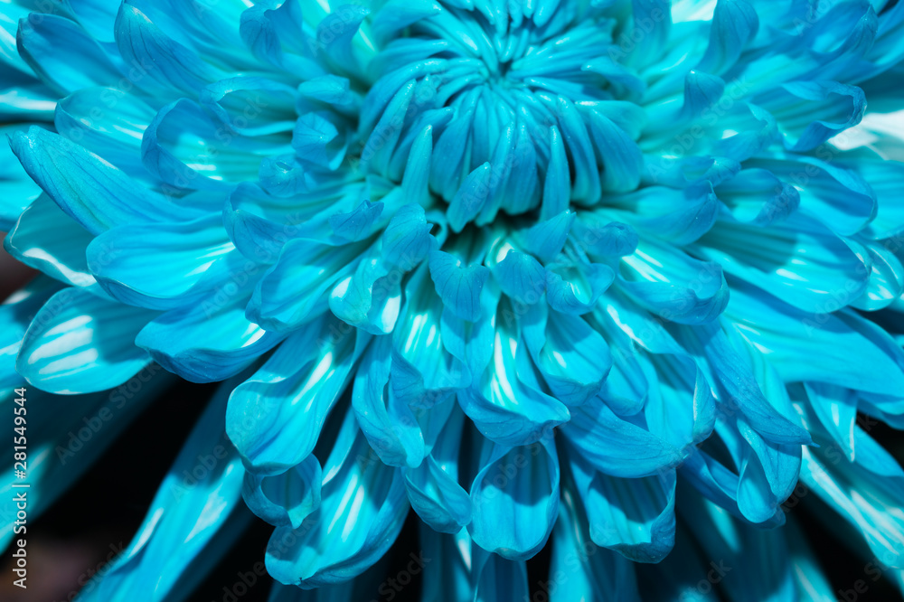 Blue chrysanthemum flower macro texture
