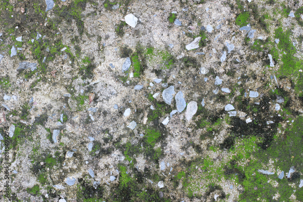 background texture: the surface of old concrete slab covered with moss or algae