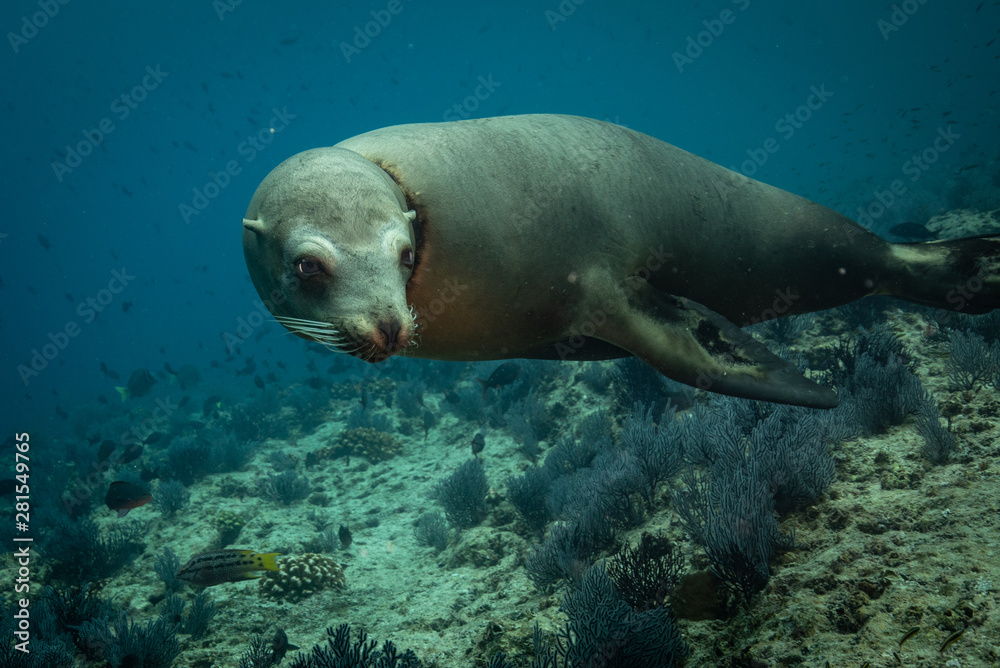 Fototapeta premium Sea lions in the clear blue of Sea of Cortze