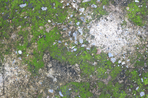 background texture: the surface of old concrete slab covered with moss or algae photo